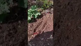 Planting Onion sets