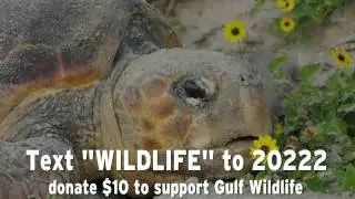 How You Can Help Save Wildlife in the Gulf