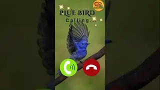 &ldquo;Too blue to be true! 💙 #BlueBird #ViralBirds #BirdLovers #CuteAnimals #NatureVibes&rdquo;#birds #shorts