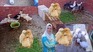 لو لسه بتخافى تربى الطيور فى الشتاء 🐣هقولك على أسرار دورة الطيور الناجحة فى عز البرد 🌧️ دورة رمضان 🌛