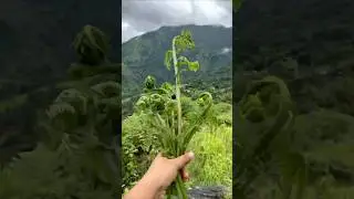 This Mountain Wild Fern is one of the Oldest Plants on Earth! #shorts #plants #farming