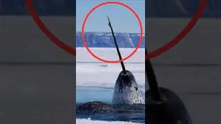 The Narwhal&rsquo;s Tusk Can Sense Everything