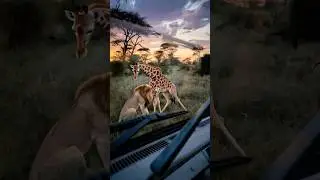 Dangerous incident on safari trip with guide caught on camera  #wildlife