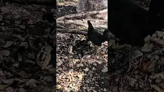 Chickens Roam Freely in the Florida Keys.