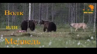Wild Fauna / Волк или медведь кто хитрее / Wolf against Bear