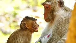 Jane Discipline Baby Monkey Janna In Weaning Season. Baby Monkey Janna Yelling Sound Angry.