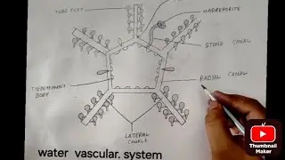 How to Draw Water Vascular System of Starfish | Easy Zoology Diagram for Students