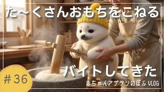 【赤ちゃんアザラシぽふ】初めておもちをついたら想像以上に大変だったきゅ〜😂おもち屋さんバイト1日密着✨