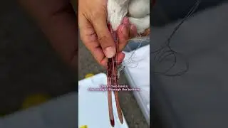 Entangled Bird&rsquo;s Friend Wouldn&rsquo;t Leave His Side Until Help Arrived | The Dodo