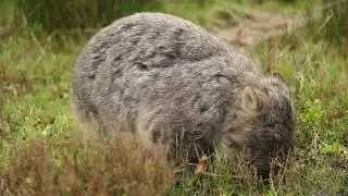 Wombat in action