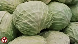 Vegetables 蔬菜 cabbage 卷心菜,包菜,高丽菜,キャベツ,양배추, hovedk&aring;l, wittekool,chou cabus,Kohl,vitk&aring;l,cavolo, lahana
