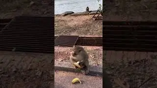 Monkey love food #short