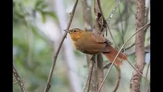 Limpa-folha-do-brejo - Planalto Foliage-gleaner - Syndactyla dimidiata