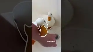 outline trend with the call ducks