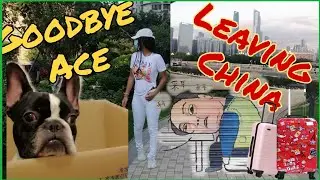 VLOG 博客| Saying Goodbye to my Frenchie| My Last Week in China (Pt. 2)| Scenic