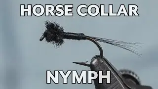 Horse Collar Nymph