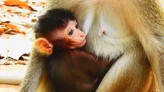 Pitiful.!! Even Full Drink Milk Why Baby Newborn Anissa Still Look So Sadness Face,