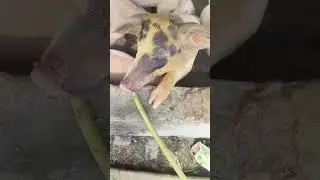 Feeding BABY PIGS 🐷🐷 With Mom 🌿 | A Happy Farm Learning Day 🤩| Feeding Time 🌿