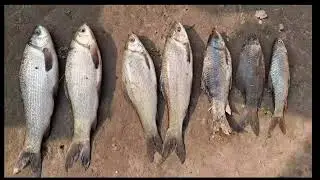 DESIFISHING TECHNIQUE NONSTOP CATCH 🎣🐠🐠