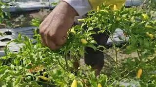 SMART FARMERS HARVEST HOT CHILI IN THE GARDEN WITH JUST BARE HANDS - Agriculture Farming