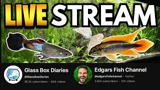 Planted Freshwater Aquariums, Fish, Shrimp, Youtube & More w/ guest Glass Box Diaries
