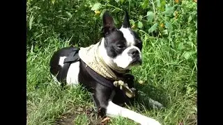 Bushcraft Pup QT Hennessy Hammock review setup at Techman2015 Troy's