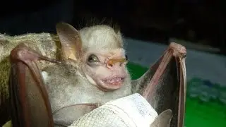 Rare Animal Photos That Really Exist, Even If You Don&rsquo;t Believe It @NfxRajasthani