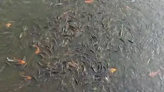 #trimbakeshwar #maharashtra #fish #jeepcompass #nature #weekend #drive #bramhagiri #hills #fishing