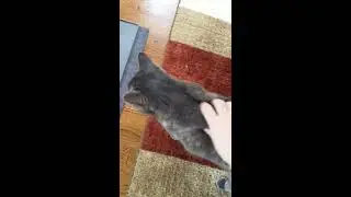Yelling Kitty