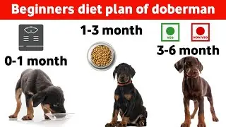 All about Doberman pinscher Diet chart 0-6 months | Doberman puppy diet plan