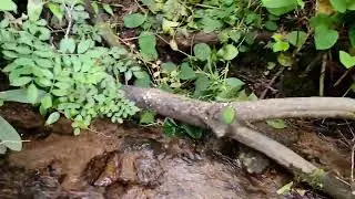 Elk river, jones, splash Dam falls