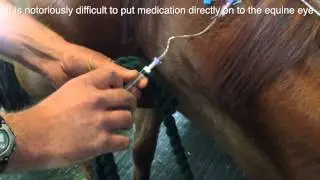 Medicating a horses eye made easy, via a catheter placed under the lower eyelid