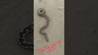 common send boa snake #shortsfeed #snakevideo