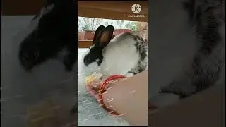 Addi eating apple #bunny  #rabbit #cute #pet #ytshorts #shorts #animal #bollywoodsongs #shortvideo