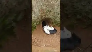 cute baby rabbits | Sundar khargosh ke bacche