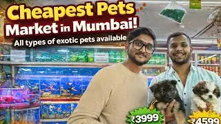 मुंबई का मशहूर क्रॉफर्ड मार्केट | Mumbai&rsquo;s Cheapest Pets Market | Exotic Pets at Amazing Prices