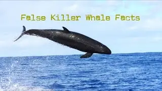 False Killer Whale Facts