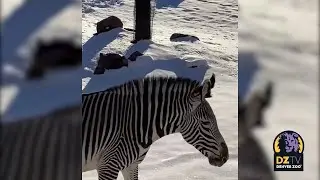 Happy International Zebra Day! 🦓