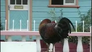 Windward Islands Travel Doc 05