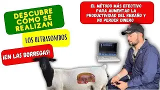 ✅DIAGNÓSTICO de gestación  con ULTRASONIDO en BORREGAS/OVEJAS🐑🐑
