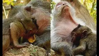 Good old Mother! Tima give warm care to baby Timo| Small baby Timo look like hungry much.