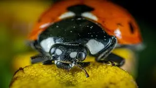 Asian lady beetle Insect