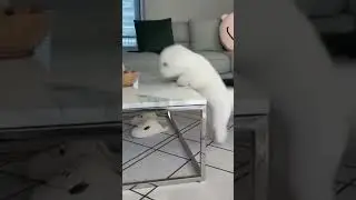 Home Pets doing Dumb Things - Funny Moments❤️🐾 #shorts