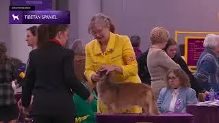Tibetan Spaniels | Breed Judging 2026