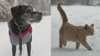 Eastern North Carolina pets enjoying the snow