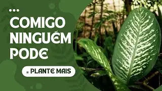 Como fazer mudas da Comigo Ninguém Pode (dieffenbachia)