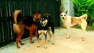 Love sweet life best time many style good lucky toto full time to hugs many style