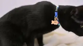 Duke & Fox Personalized Engraved Cat Tags