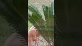 SPOTTED FAWN #shorts