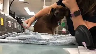 Laser therapy on a dog - Veterinary Video